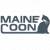 MAINE COON